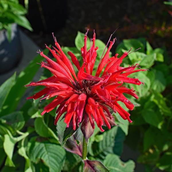 Bálsamo de Abeja Escarlata (Monarda didyma) ¡Paquete de 25 semillas con envío GRATIS!