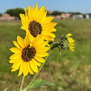 Wild Common Sunflower (Helianthus annuus) Packet of 25 seeds with FREE Shipping!
