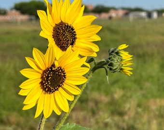 Wild Common Sunflower (Helianthus annuus) Packet of 25 seeds with FREE Shipping!