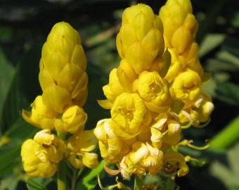 Candlestick Senna (Senna Alata) Packet of 7 seeds with FREE Shipping!