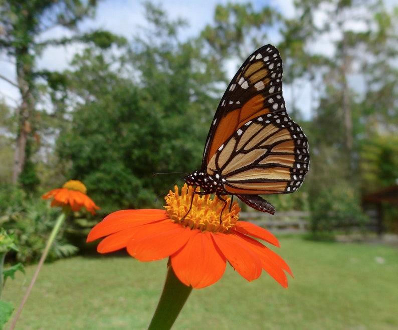 Orange Mexican Sunflower Tithonia rotundifolia 'Goldfinger' Packet of 25 seeds with FREE Shipping image 1