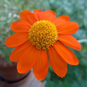 Orange Mexican Sunflower Tithonia rotundifolia 'Goldfinger' Packet of 25 seeds with FREE Shipping image 2