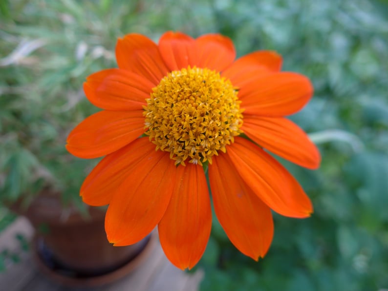 Orange Mexican Sunflower Tithonia rotundifolia 'Goldfinger' Packet of 25 seeds with FREE Shipping image 2