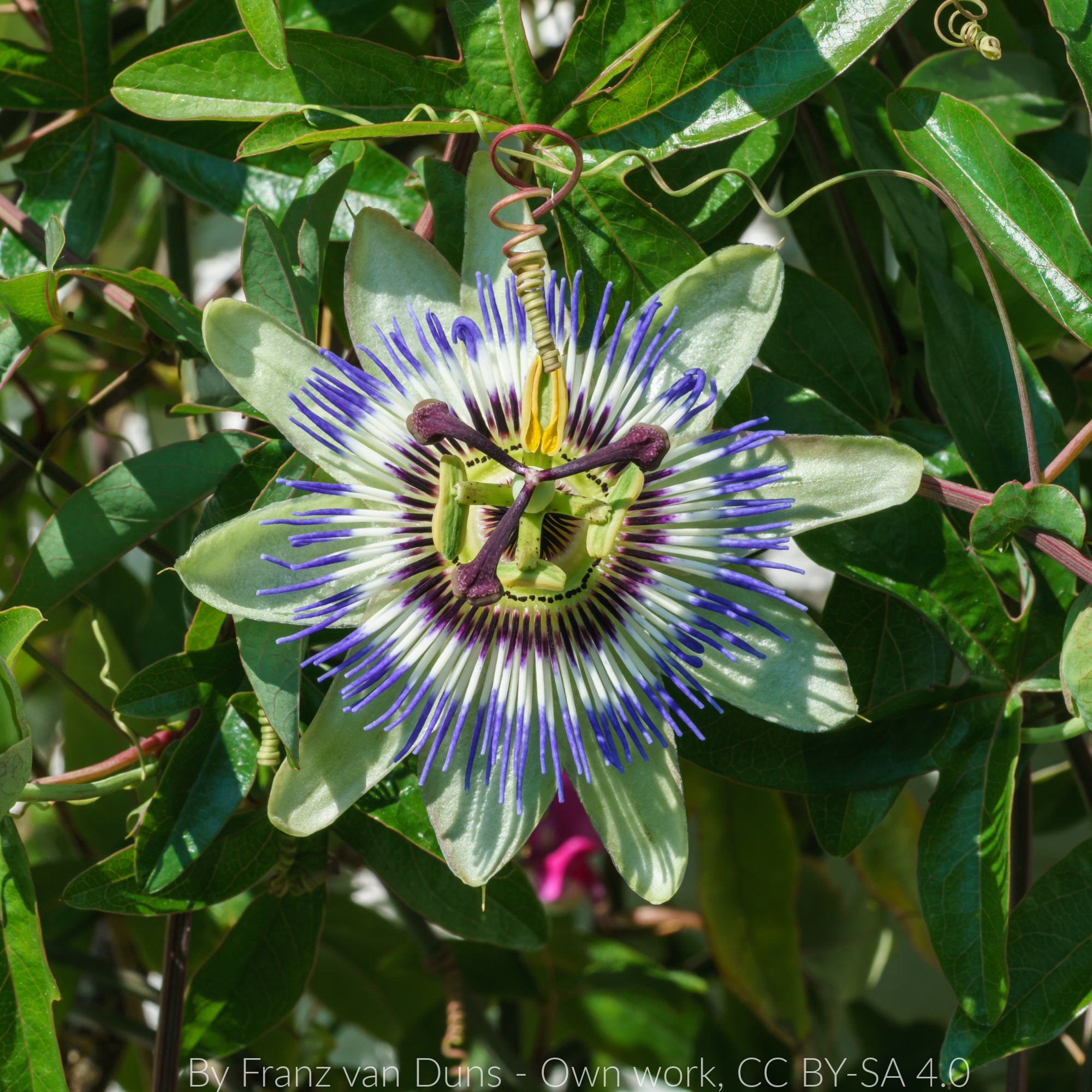 Caerulea Blue Passionvine Passiflora Caerulea Packet Of 7 Etsy