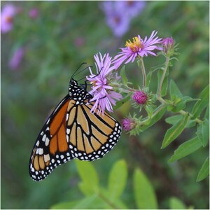 May include: A monarch butterfly with orange and black wings is perched on a purple flower with yellow pollen. The flower is part of a plant with green leaves.