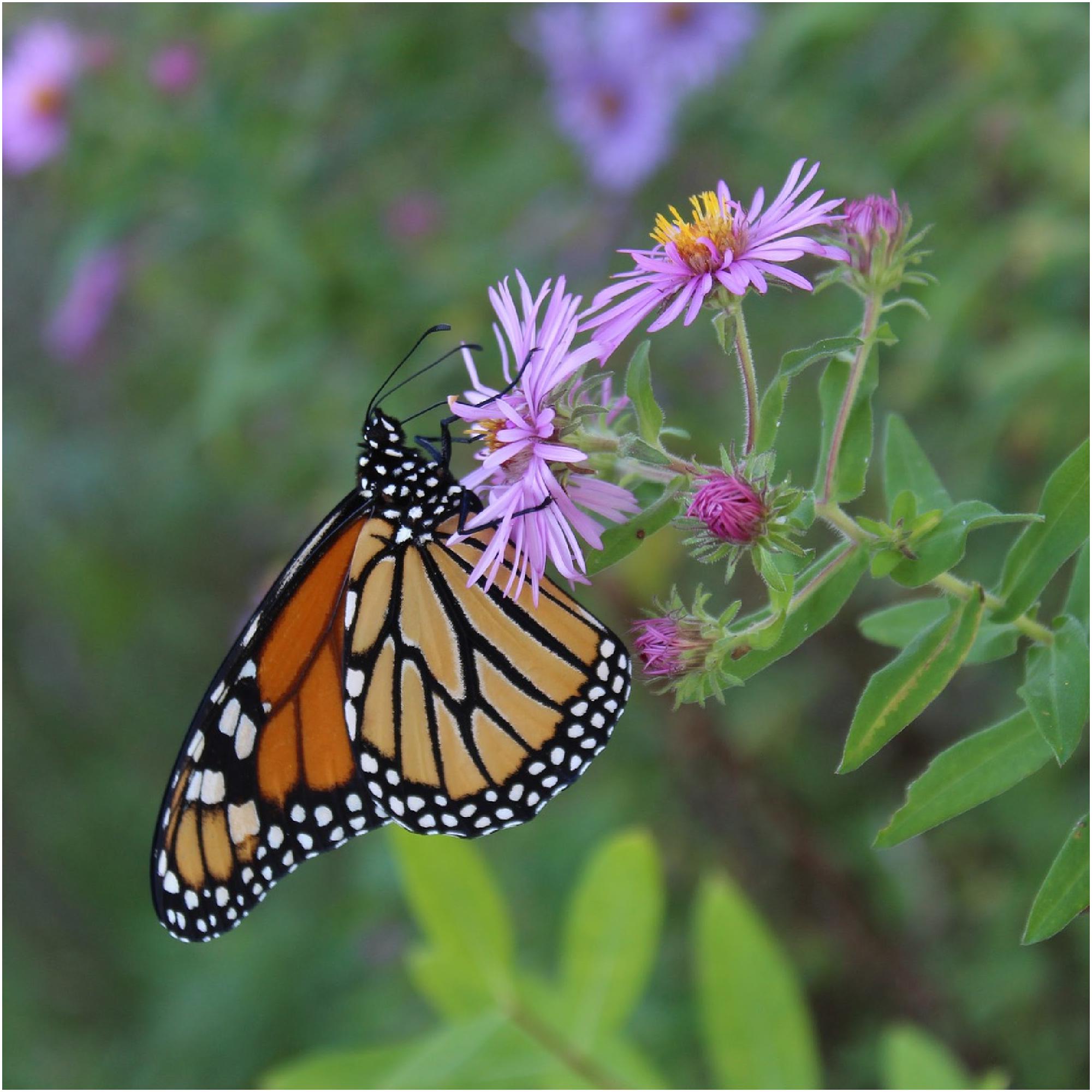 New England Aster (Symphyotrichum novae-angliae) Packet of 25 seeds with FREE Shipping!