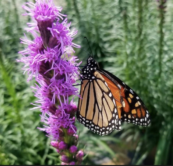 Gayfeather (liatris Spicata) Monarch Magnet - Etsy
