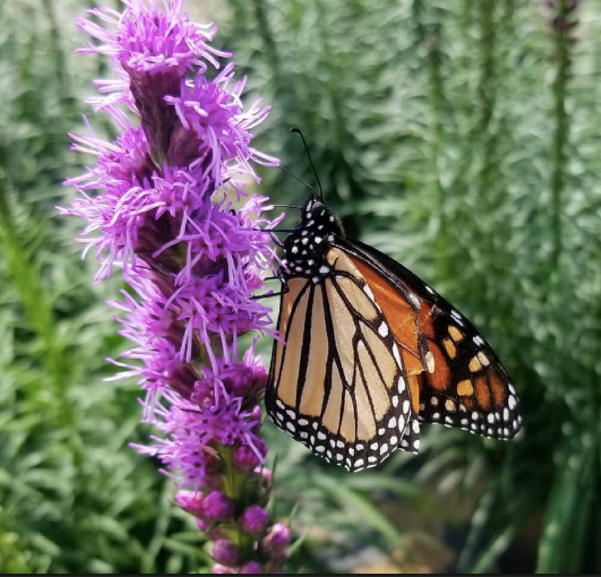 Gayfeather (liatris Spicata) Monarch Magnet - Etsy