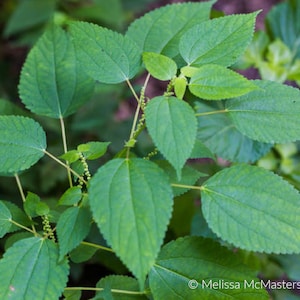 Smallspike False Nettle Boehmeria cylindrica Packet of 25 seeds with FREE Shipping image 1