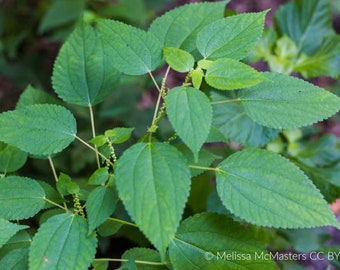 May include: Close-up of a green leafy plant with small green flowers. The plant has a textured surface and a vibrant green color.