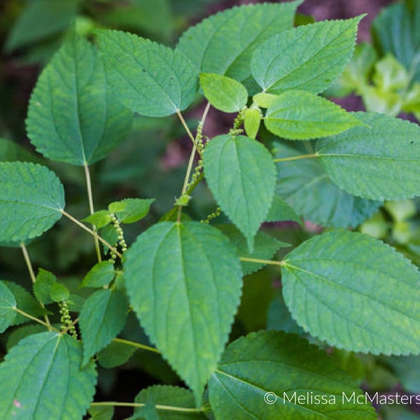 Smallspike False Nettle (Boehmeria cylindrica) Packet of 25 seeds with FREE Shipping!