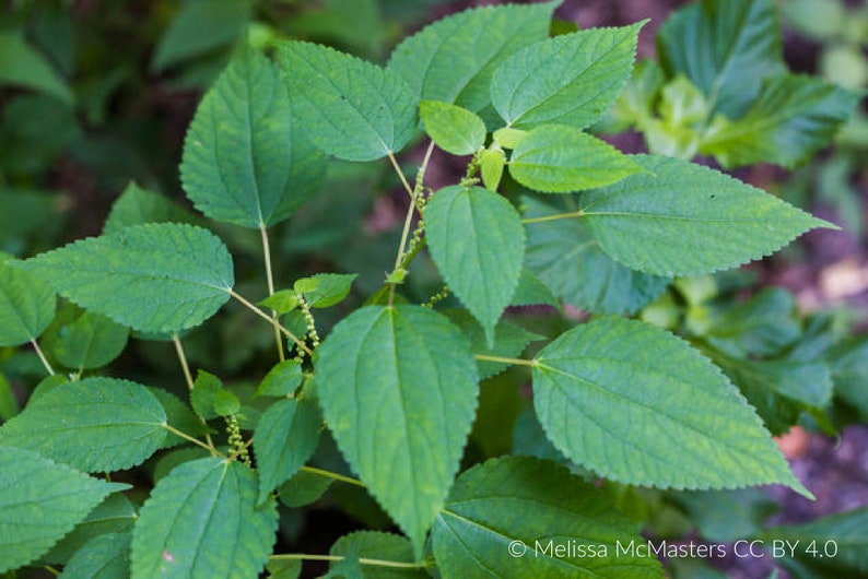 Smallspike False Nettle Boehmeria cylindrica Packet of 25 seeds with FREE Shipping image 1