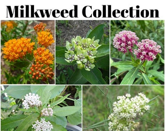 Florida Native Milkweed Seed Collection with FREE Shipping!