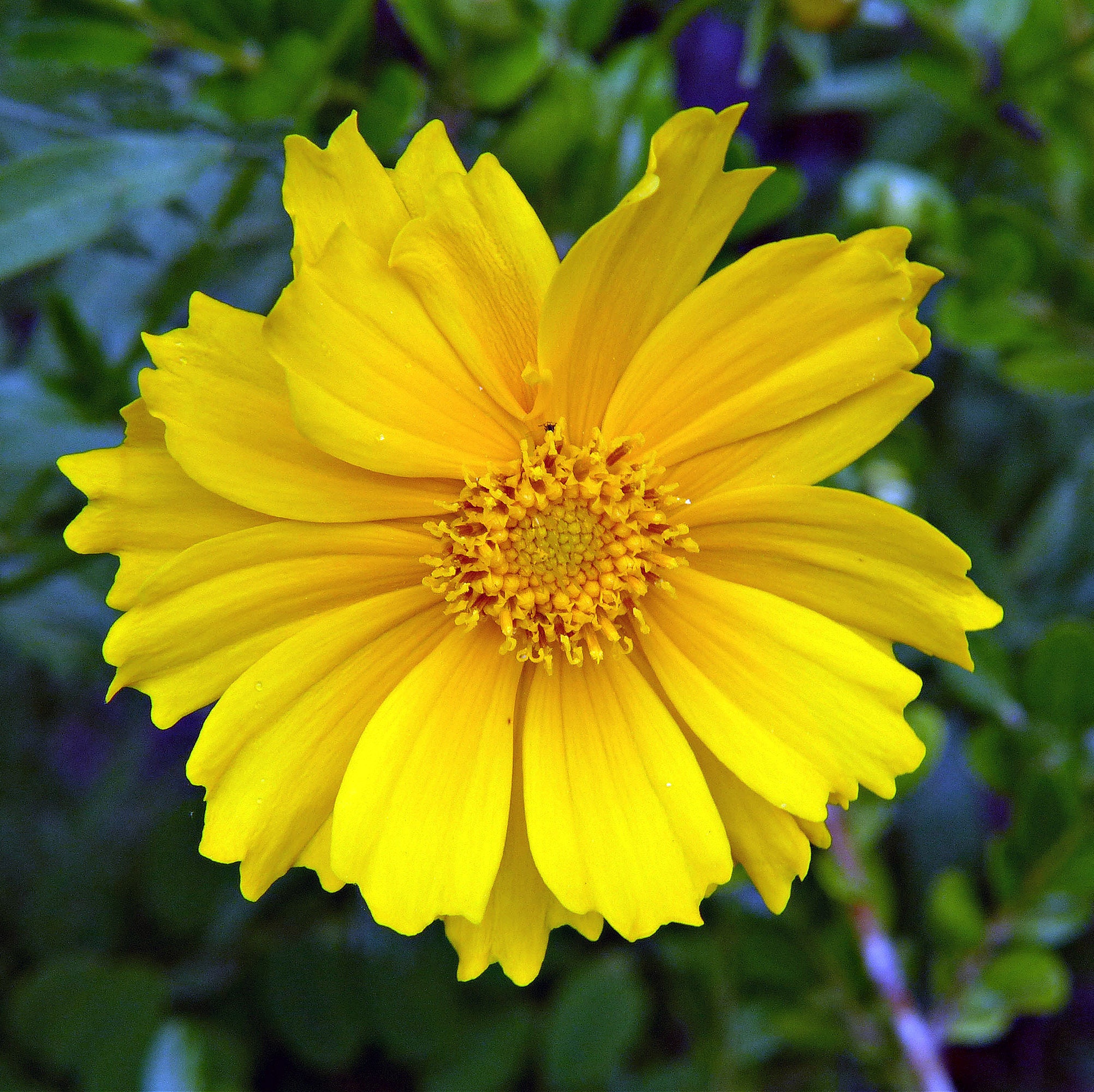 Lanceleaf Coreopsis coreopsis Lanceolata Packet of 25 Seeds - Etsy