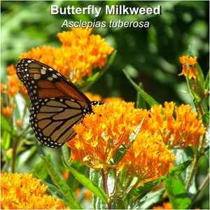 May include: A monarch butterfly with orange and black wings is perched on a cluster of bright orange butterfly milkweed flowers. The plant is labeled "Butterfly Milkweed Asclepias tuberosa".