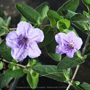 Wild Petunia (Ruellia humilis) Packet of 25 seeds