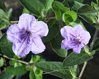 Può includere: Due fiori viola con cinque petali ciascuno sbocciano su uno sfondo di foglie verdi. I fiori hanno un centro viola più scuro e sono a fuoco.