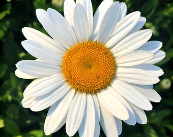 Shasta Daisy (Leucanthemum x superbum)  Packet of 25 seeds with FREE Shipping!