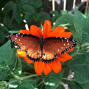 Puede incluir: Una mariposa monarca con marcas negras y blancas descansa sobre una flor naranja brillante con follaje verde en el fondo.