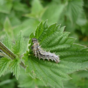 Smallspike False Nettle Boehmeria cylindrica Packet of 25 seeds with FREE Shipping image 4