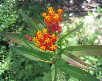 Scarlet milkweed (Asclepias curassavica 'Red Butterfly' Stock Photo - Alamy Scarlet milkweed (Asclepias curassavica 'Red Butterfly' Stock Photo - Alamy