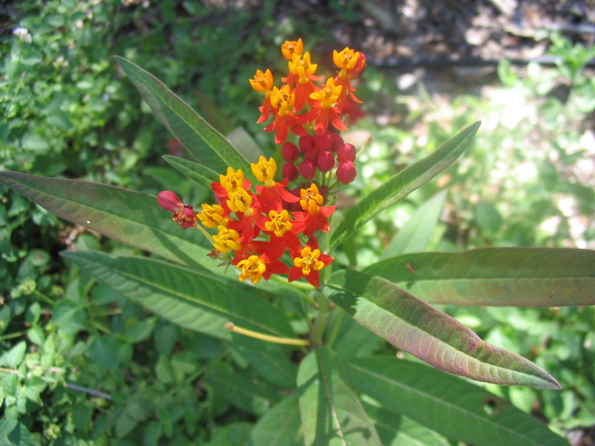 Blood Flower or Scarlet Milkweed - Asclepias curassavica Blood Flower or Scarlet Milkweed - Asclepias curassavica