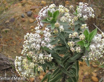 Wild Cotton Milkweed (Gomphocarpus cancellatus) Packet of 7 seeds with FREE Shipping!