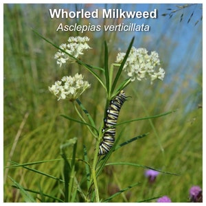 May include: A monarch caterpillar feeding on a whorled milkweed plant with white flowers. The plant is labeled "Whorled Milkweed Asclepias verticillata".