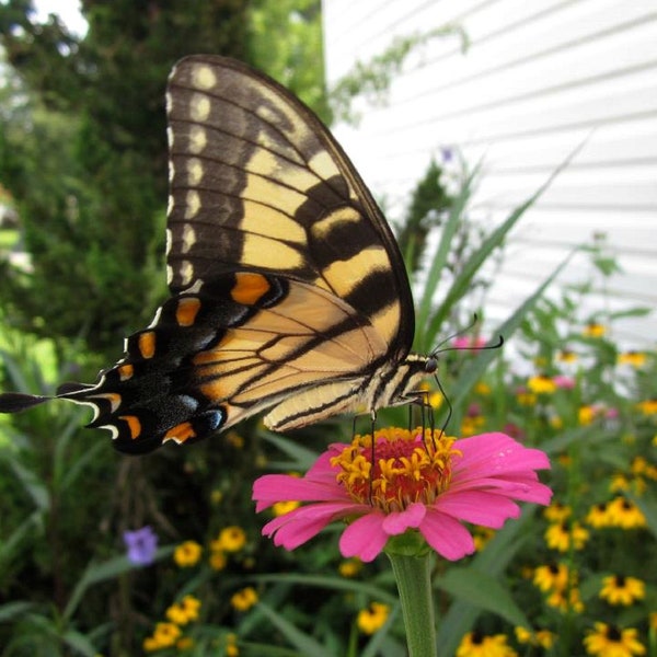 Zinnia Lilliput Packet of 25 seeds with FREE Shipping!