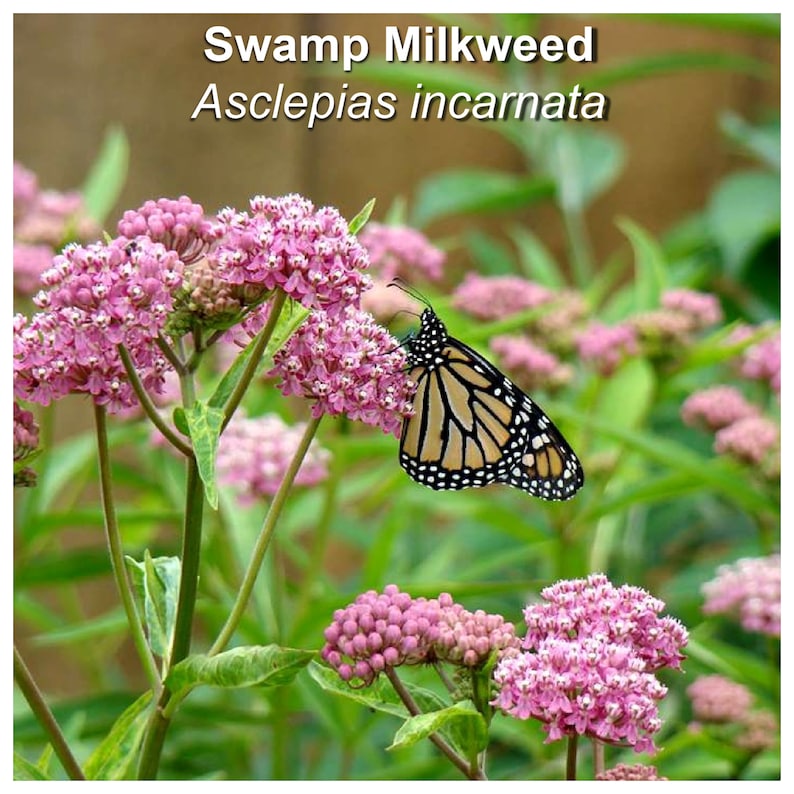 May include: A monarch butterfly perched on a pink swamp milkweed flower, with the text "Swamp Milkweed Asclepias incarnata" above the image.