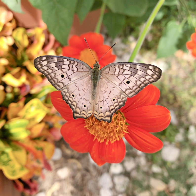 Puede incluir: Una mariposa blanca con marcas negras descansa sobre una flor naranja brillante con centro amarillo. La mariposa tiene las alas extendidas.