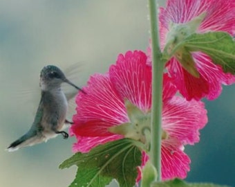 Hollyhock (Alcea Rosea Indian Spring Mix)  Packet of 25 seeds with FREE Shipping!