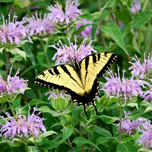 Mintleaf Bee Balm (Monarda Fistulosa) Packet of 25 seeds with FREE Shipping!