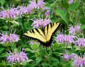 Mintleaf Bee Balm (Monarda Fistulosa) Packet of 25 seeds with FREE Shipping!
