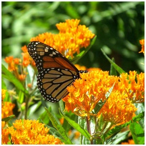 Butterfly Milkweed (Asclepias tuberosa)  Packet of 25 seeds