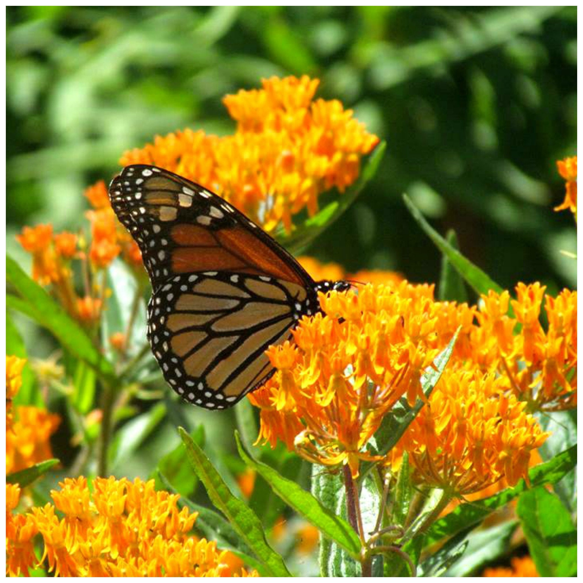 Butterfly Milkweed asclepias Tuberosa Packet of 25 Seeds With FREE Shipping  - Etsy