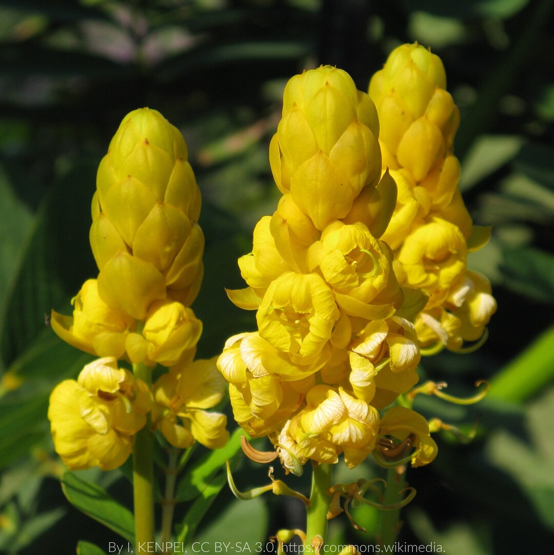 Candlestick Senna senna Alata, Packet of 7 Seeds With FREE Shipping Etsy