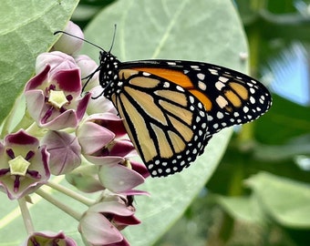 Procera Milkweed (Calotropis procera) Packet of 7 seeds with FREE Shipping!