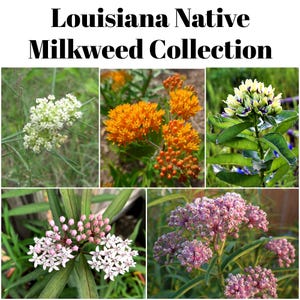 May include: A collage of four different types of milkweed flowers, including white, orange, purple, and pink. The flowers are all in bloom and have a variety of shapes and sizes. The image is titled "Louisiana Native Milkweed Collection".