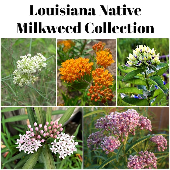 Louisiana Native Milkweed Seed Collection