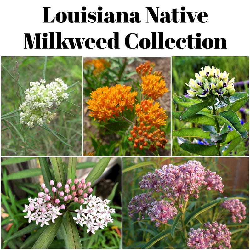 May include: A collage of four different types of milkweed flowers, including white, orange, purple, and pink. The flowers are all in bloom and have a variety of shapes and sizes. The image is titled "Louisiana Native Milkweed Collection".