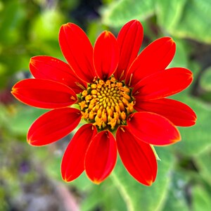 Puede incluir: Una flor roja vibrante con un centro amarillo. La flor tiene muchos p&eacute;talos y est&aacute; en plena floraci&oacute;n.