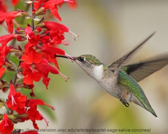 Könnte beinhalten: Ein Kolibri mit grünen und weißen Federn schwebt in der Nähe einer Gruppe leuchtend roter Scharlach-Salbeiflowers.