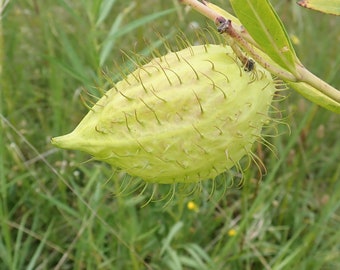 Swan Milkweed (Gomphocarpus fruticosus)  Packet of 12 seeds with FREE Shipping!