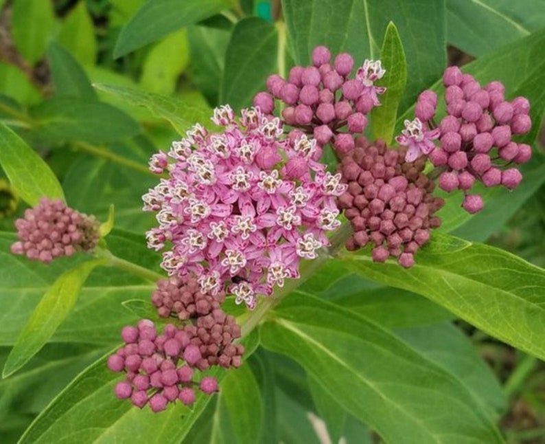 MyButterflyLady Soulmate Swamp Milkweed - Thumbnail 2