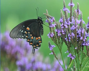 Blue Vervain (Verbena hastata)  Packet of 25 seeds with FREE Shipping!