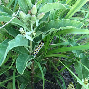 Zizotes Milkweed Asclepias oenotheroides Packet of 12 seeds with FREE Shipping image 3