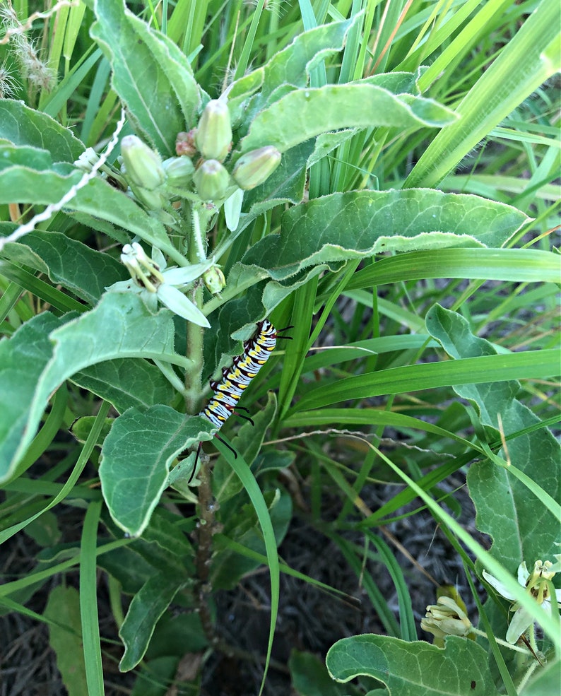 Zizotes Milkweed Asclepias oenotheroides Packet of 12 seeds with FREE Shipping image 3