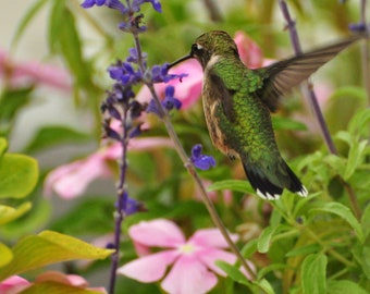 May include: A green hummingbird with a long, thin beak hovers near purple flowers. The hummingbird has a white stripe on its tail feathers and is in flight.