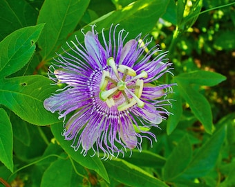 Può includere: Primo piano di un fiore della passione con vibranti petali viola e delicati filamenti bianchi. Il centro del fiore presenta una struttura complessa con accenti verdi e gialli. Lussureggianti foglie verdi circondano il fiore.
